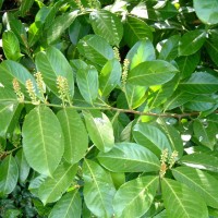 Cherry Laurel